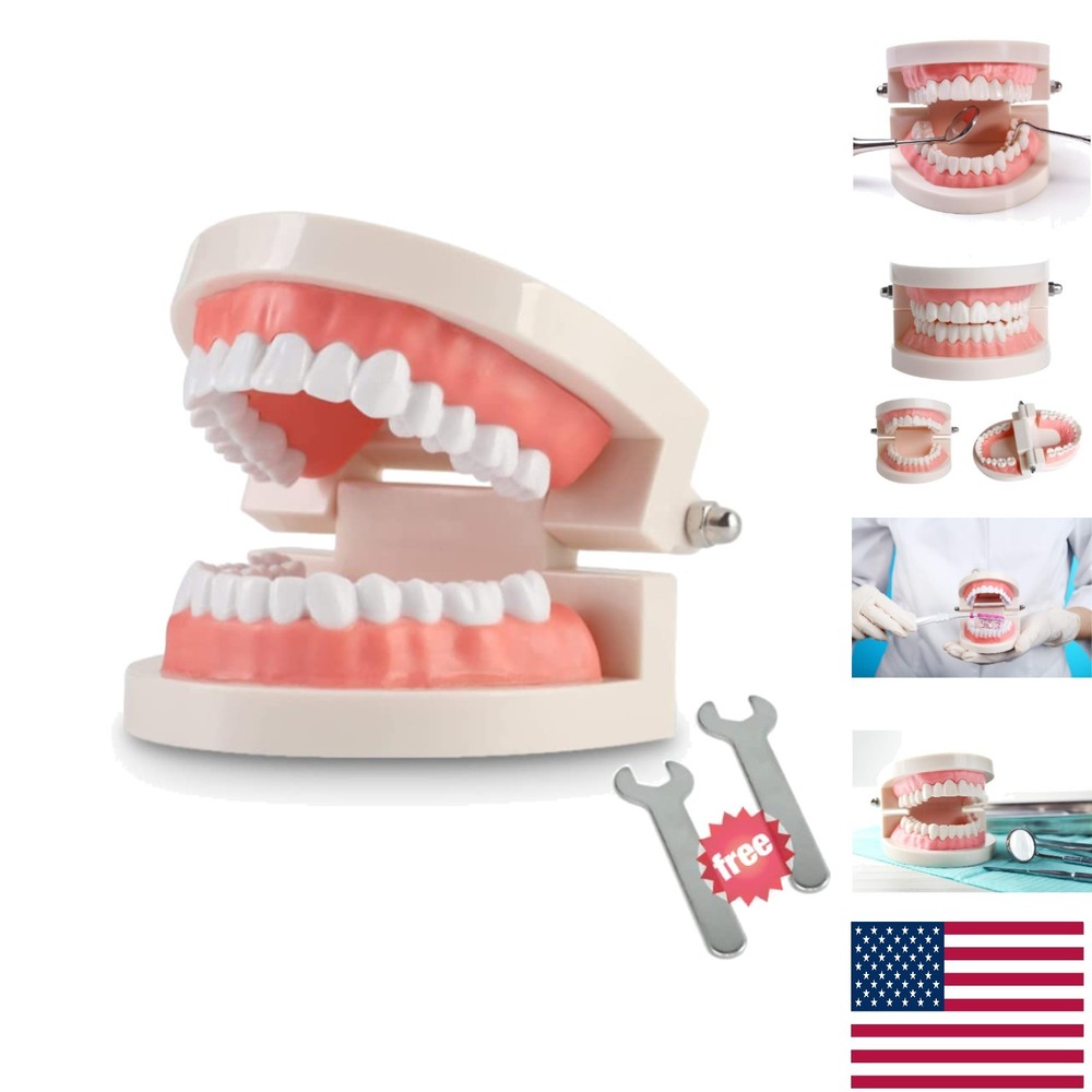 Standard Dental Teaching Typodont Model - Ideal for Kids and Students Learning