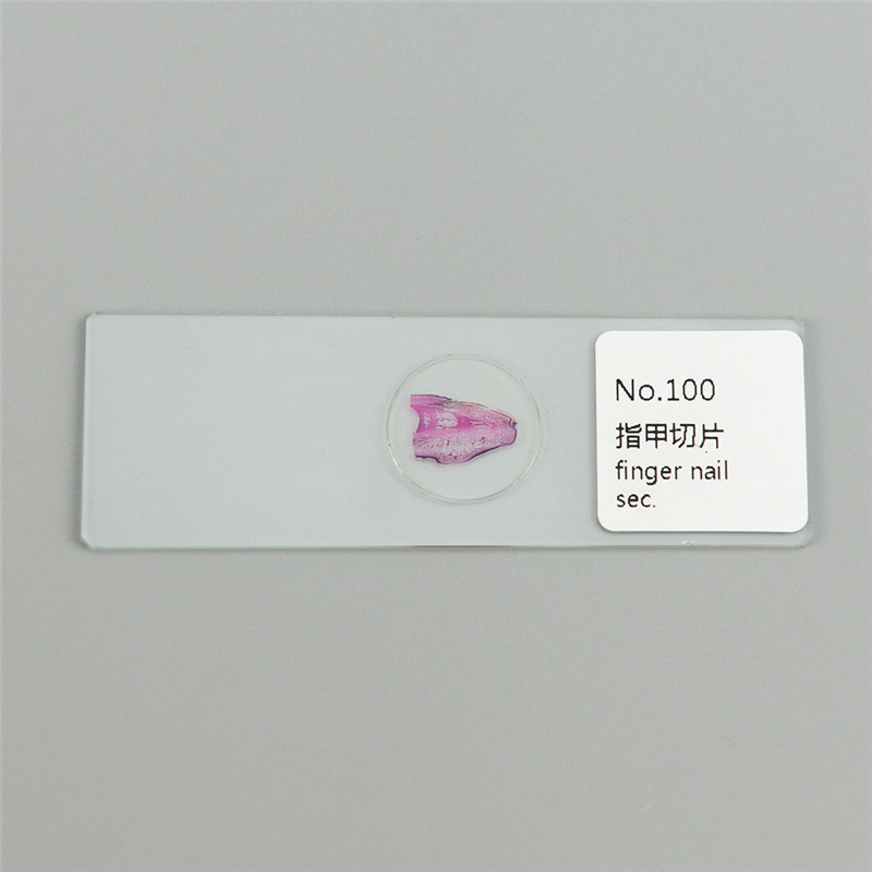 100PCS Mammals Pathology Microscope Prepared Slides Set Specimen