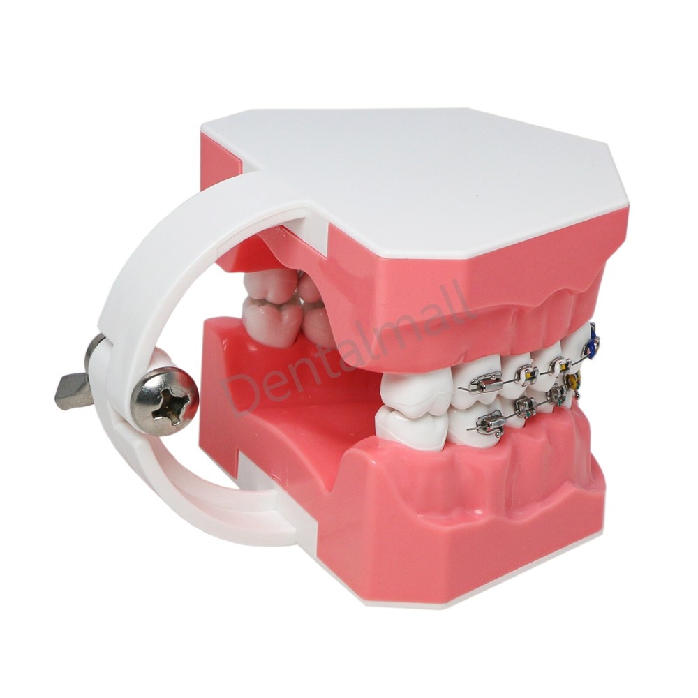 Dental 1:1 Teach Study Typodont Teeth Model Half Metal Ceramic Brackets Tubes