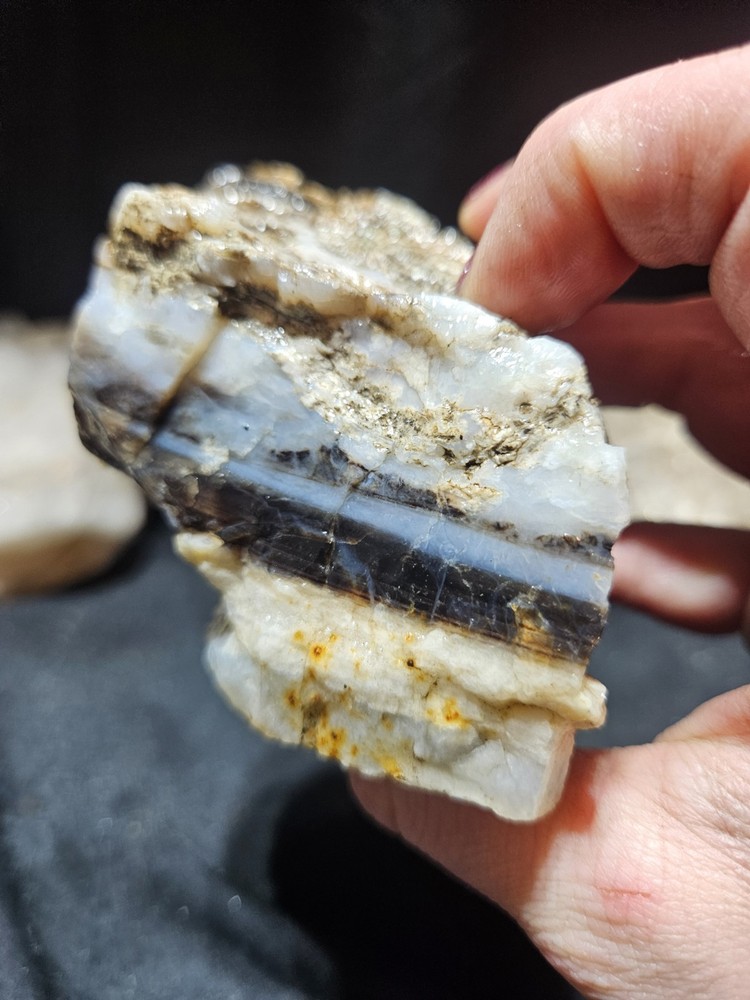 Petrified Wood Opalized Layered Specimen Natural Form (8oz)