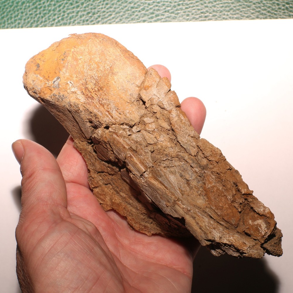 Huge Dinosaur Vert Process - Hell Creek Formation - Late Cretaceous - Nice Sized