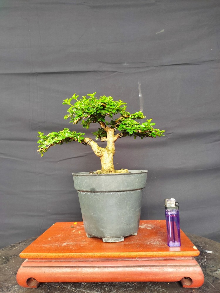 Tree Premna Microphylla Living Tree Bonsai Tree