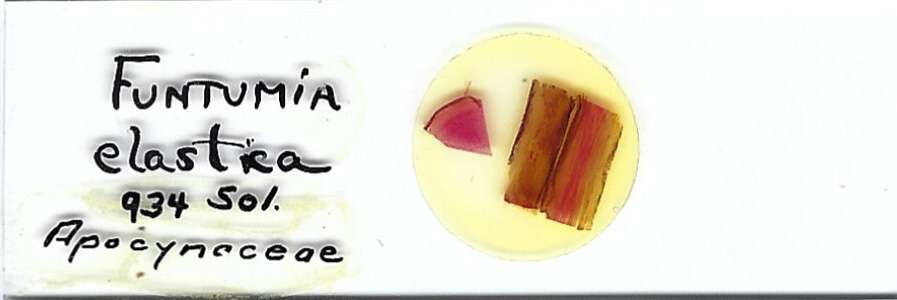 Bush Rubber Tree Funtumia elastica Microscope Slide