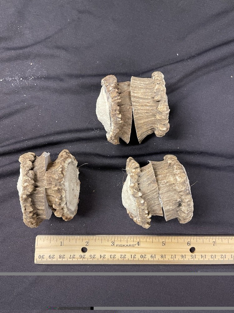 6 SMALL ELK BURRS/ROSETTES/CROWNS/PULLS
