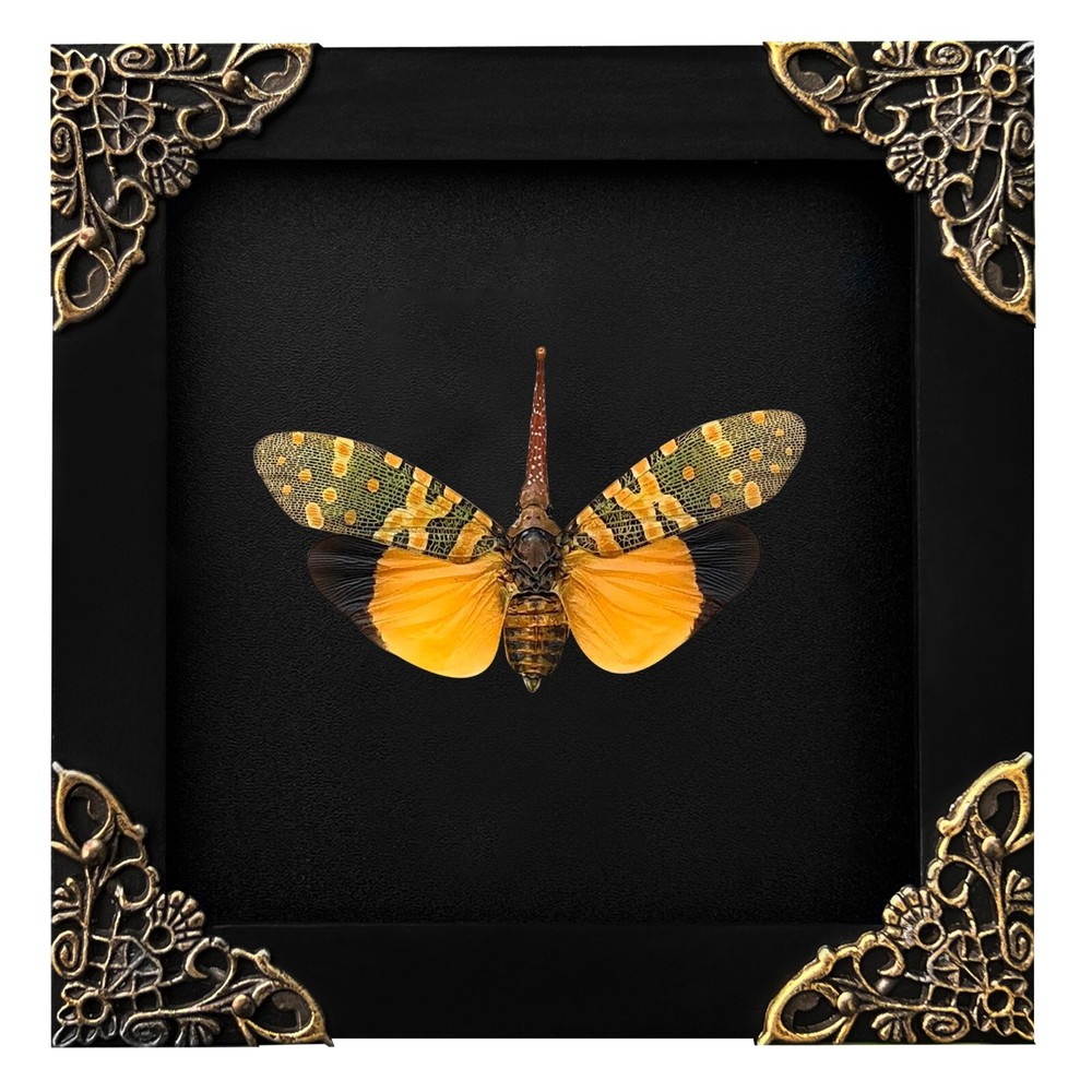 Real Framed Cicada Wall Hanging Decor Entomology Collection Gothic Artwork