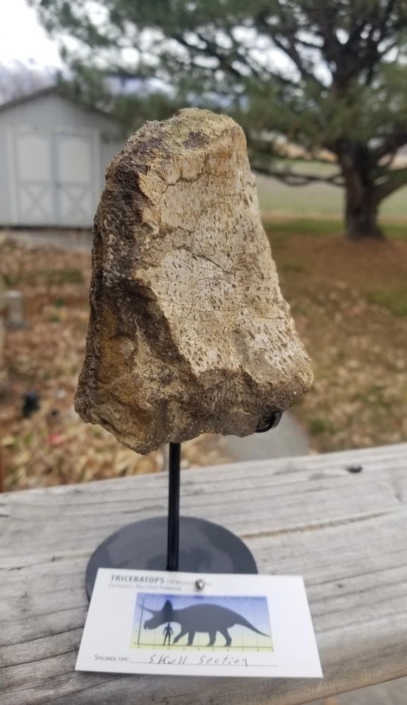 Nice Triceratops Skull Section Fossil Specimen Defined Cretaceous Hell Creek MT