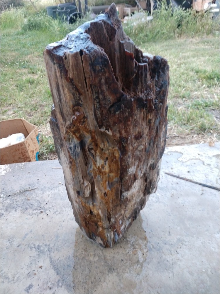 Beautiful 90lb. petrified/opalized/mineralized/agateized wood log