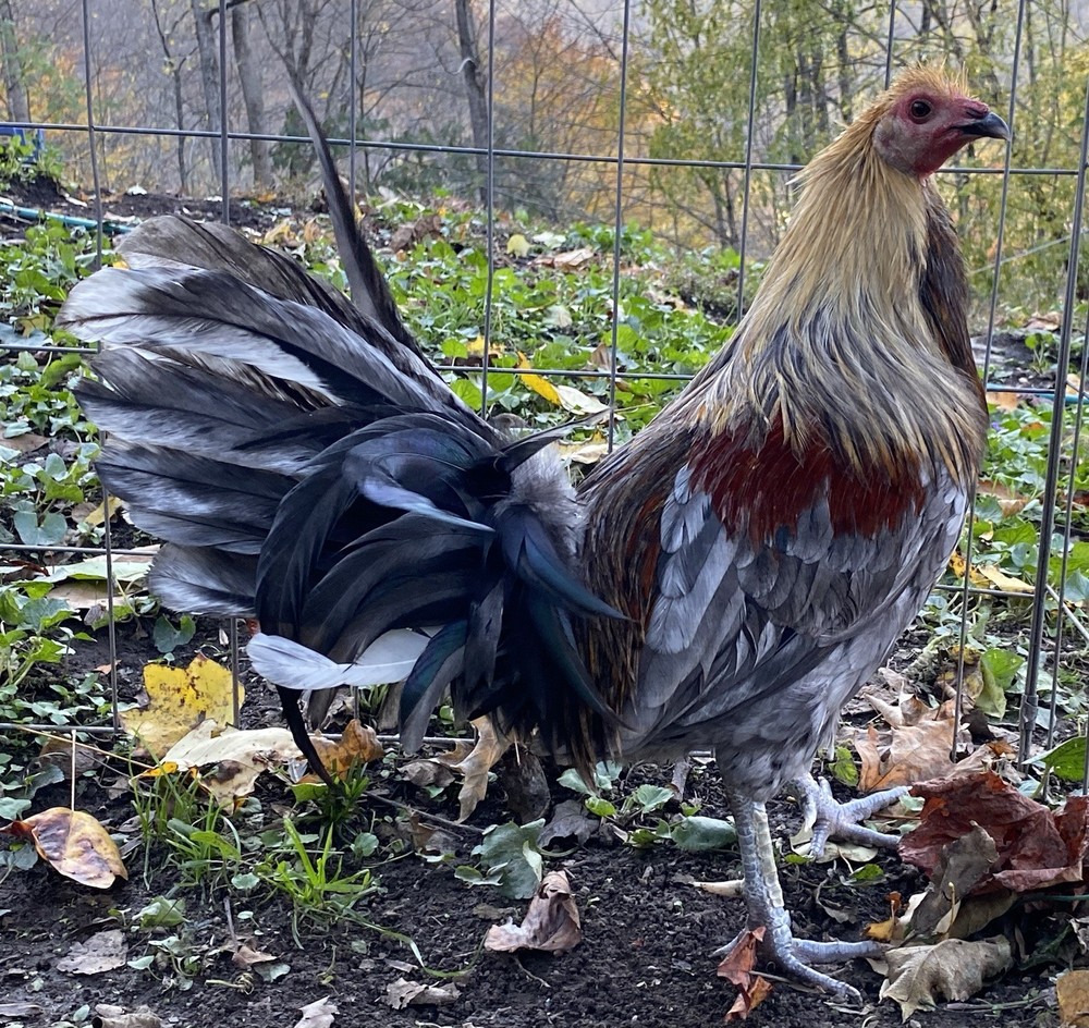 Blue Mug (ROOSTER) Hatching Eggs