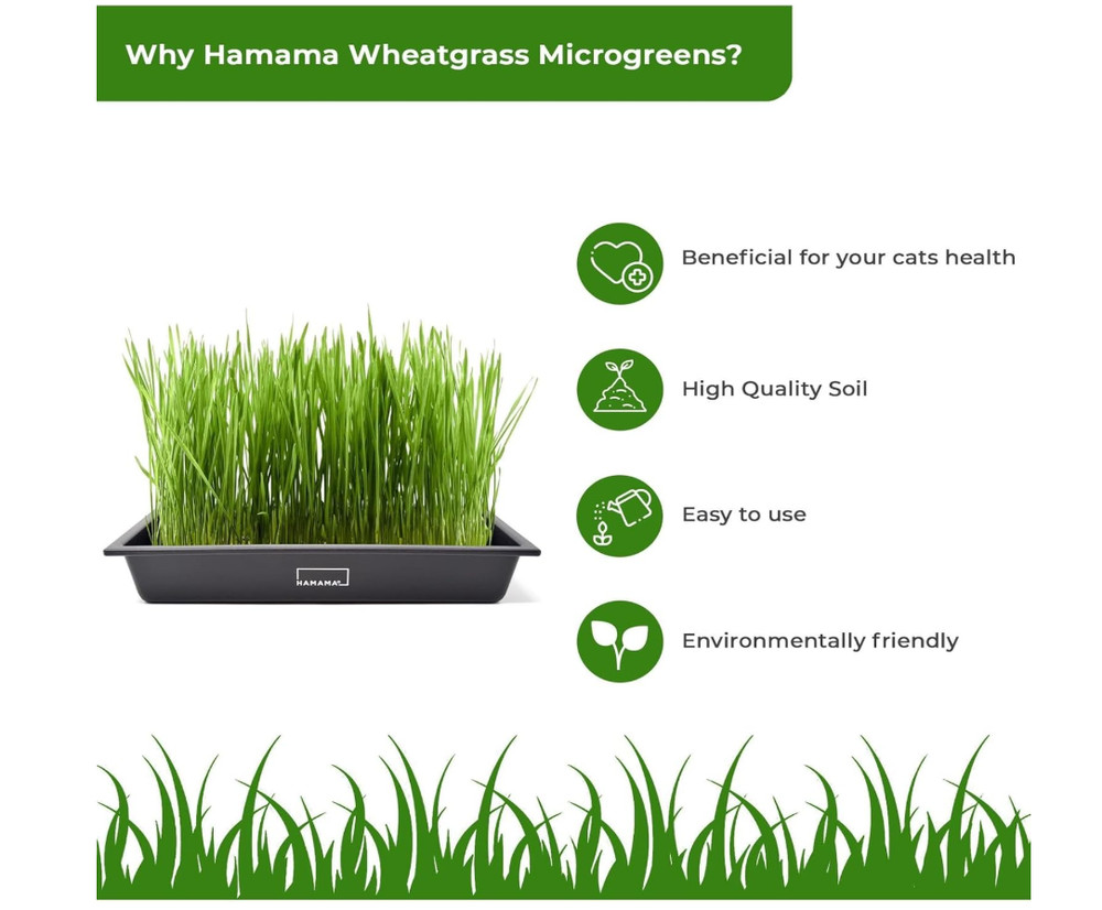 Microgreens Growing Kit