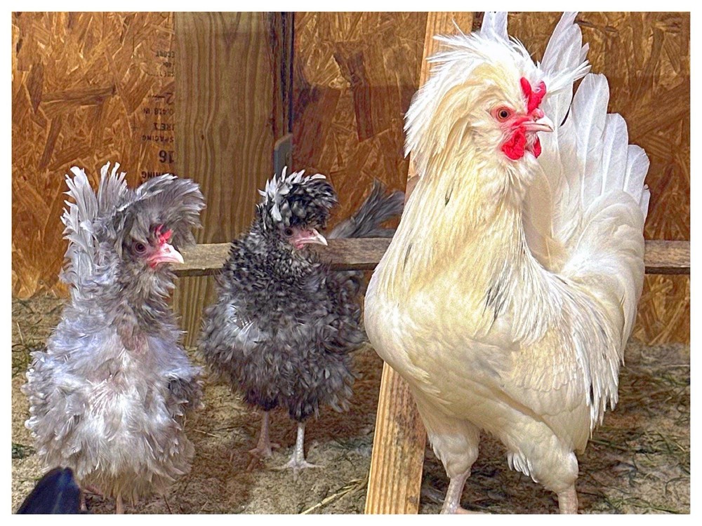 6 Polish Chicken Hatching Eggs (NPIP Certified)