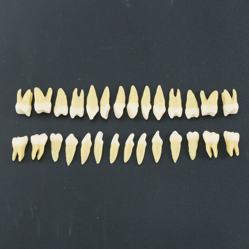 Dental 1: 1 Permanent Teeth Demonstration Implant Teaching Study Model 28pcs/kit