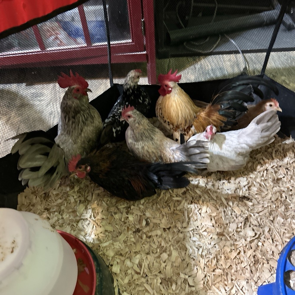 8+2 Micro Kikiriki Serama Hatching Eggs 4H Projects Teacup chickens