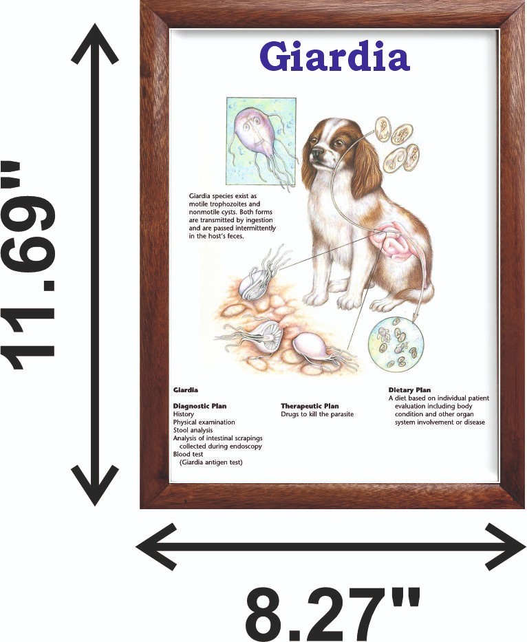 Giardia Chart 12x18 inches