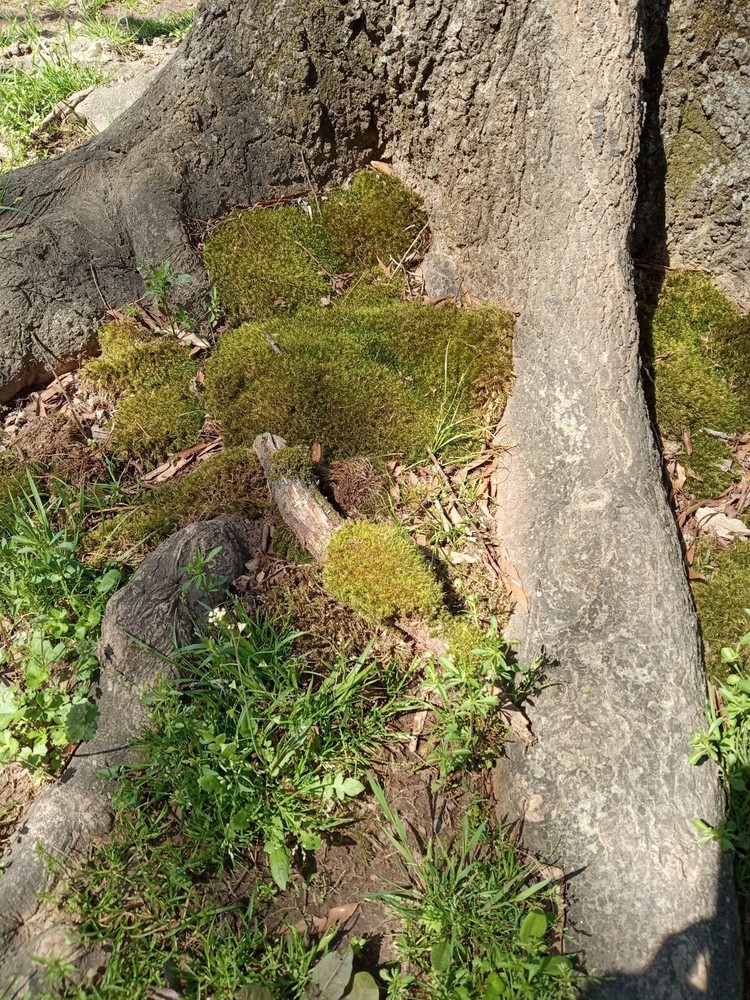 Pincoushing Moss And Mood Moss