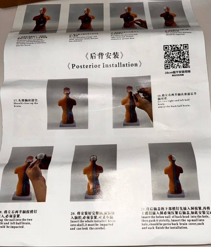 11" Human Body Torso Model Anatomy Study 15 Pieces Removable Internal Organs