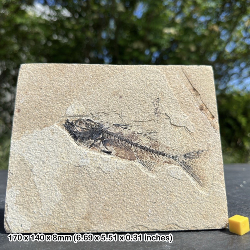 Fossilized Mioplosus Fish in Matrix - Genuine Specimen from Eocene USA -