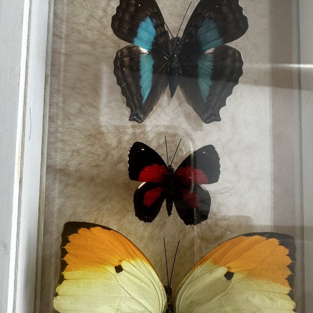 Real Framed Butterfly Specimen Display Shadow Box Swallowtail Entomology Art