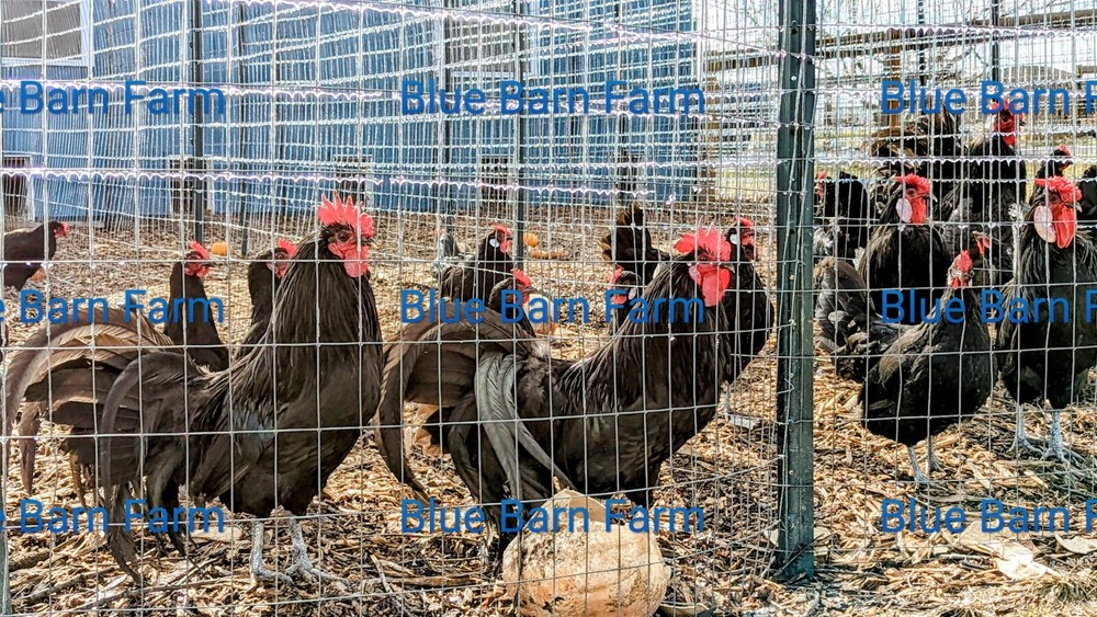 6+ Black PHOENIX Chicken Hatching Eggs. Rare, Elegant, Long-Tail Project Breed