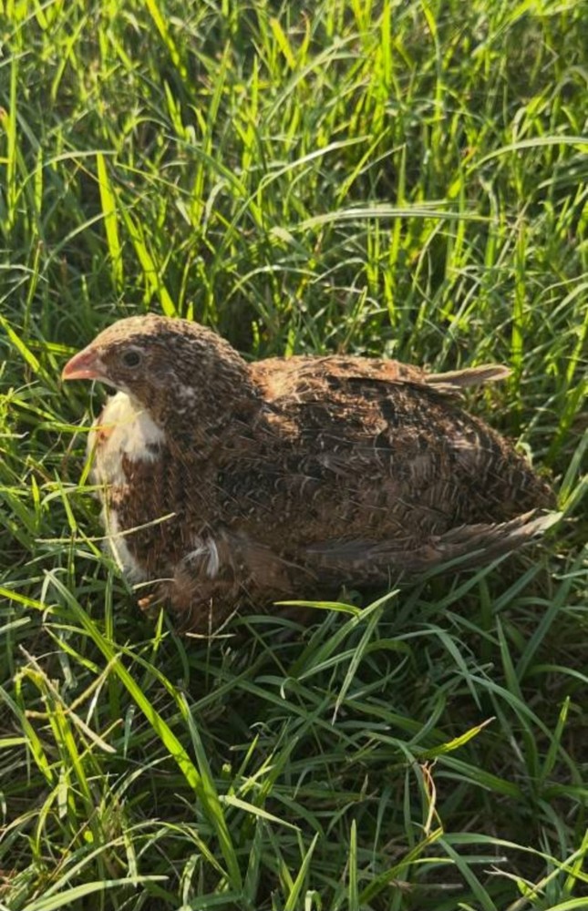 54 Celadon Blue Coturnix Quail Hatching Eggs - 100% BLUE