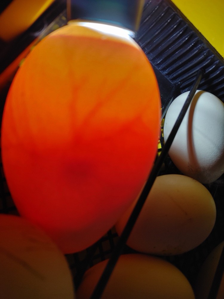 Sebastopol Goose Hatching Eggs