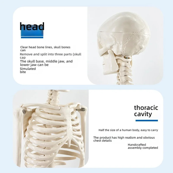 85 Cm Human Anatomical skeleton model