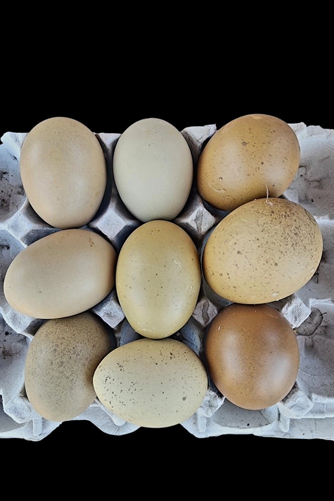 Multi-generational Olive Moss Fertile Hatching Eggs 12+