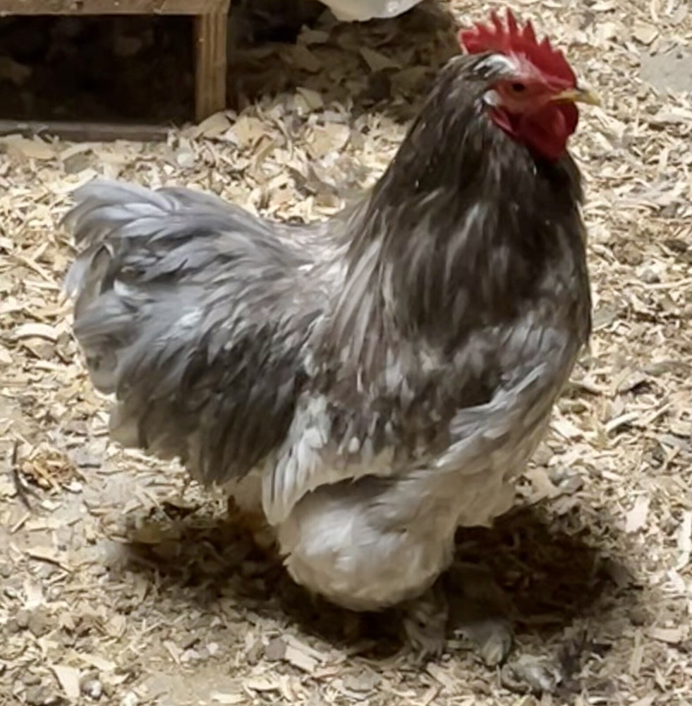10 ++ FERTILE BANTAM COCHIN HATCHING EGGS Assorted Colors.