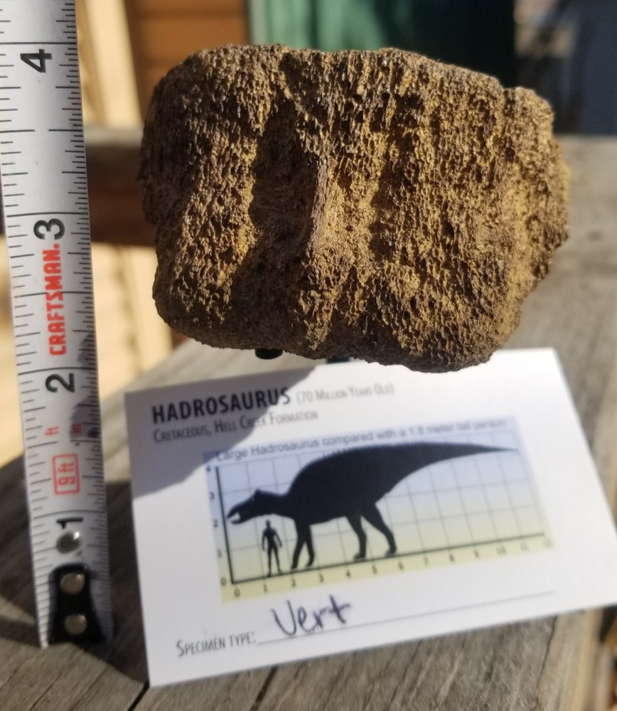 Nice Hadrosaurus Vert Section Fossil Specimen Cretaceous Hell Crk MT Recent Dig