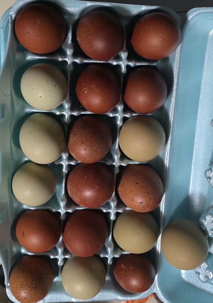 One Dozen Dark Layer Eggs