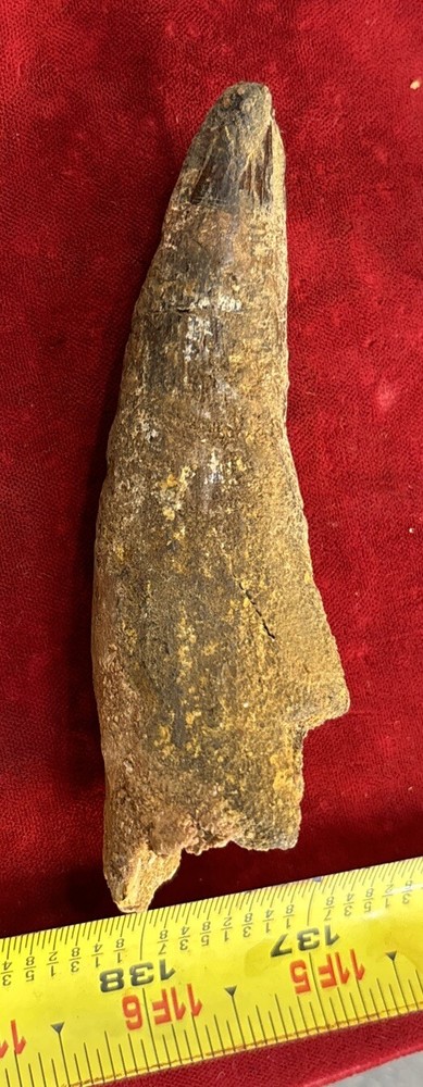 Authentic 4” Spinosaurus Tooth Fossil