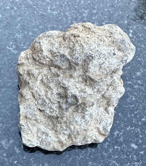 Shell imprint in Limestone Rock Fossil