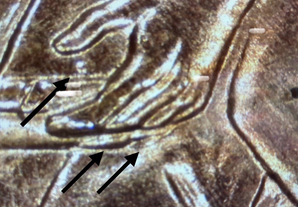 2009 P  FY WDDR-060 Lincoln Cent Formative Years Doubled Die Reverse Error