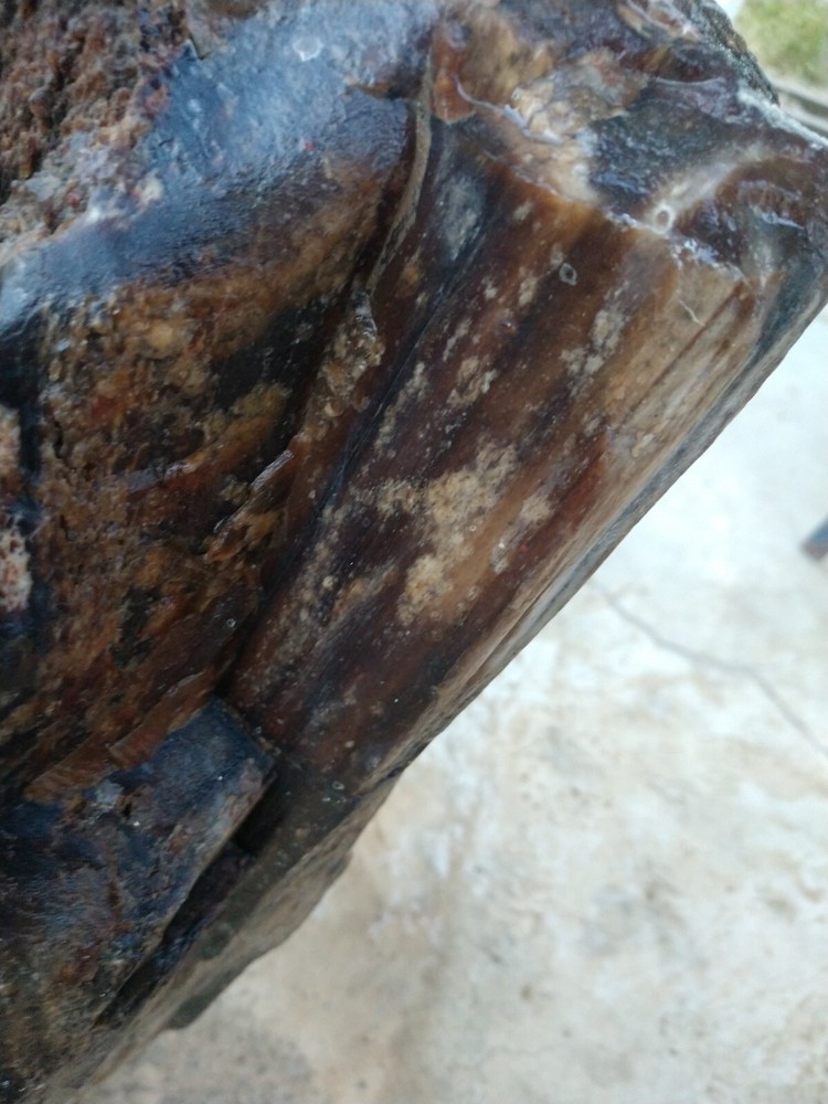 Beautiful 90lb. petrified/opalized/mineralized/agateized wood log
