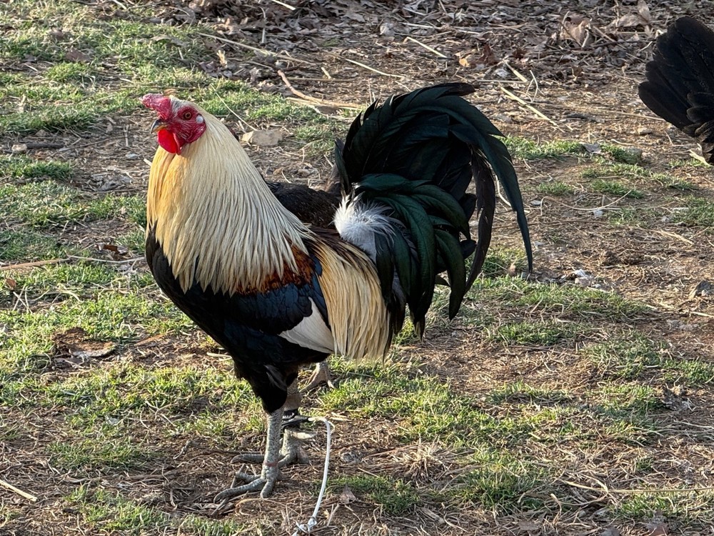 10+ Pure  Harold Brown Grey Chicken  Eggs