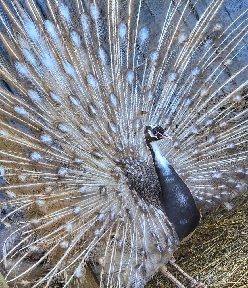 🦚 5 Peacock Peafowl Hatching Eggs 🦚 READ DESCRIPTION