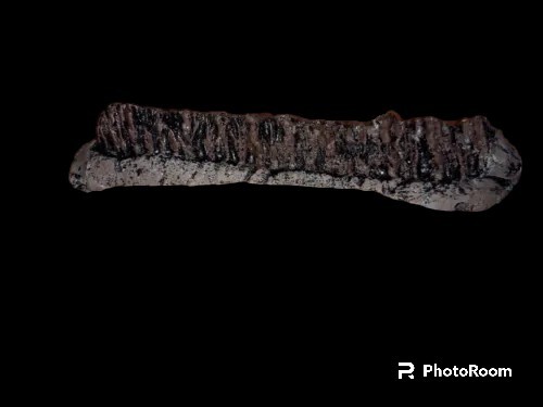 Edmontosaurus annectens chewing tooth row cast replica.
