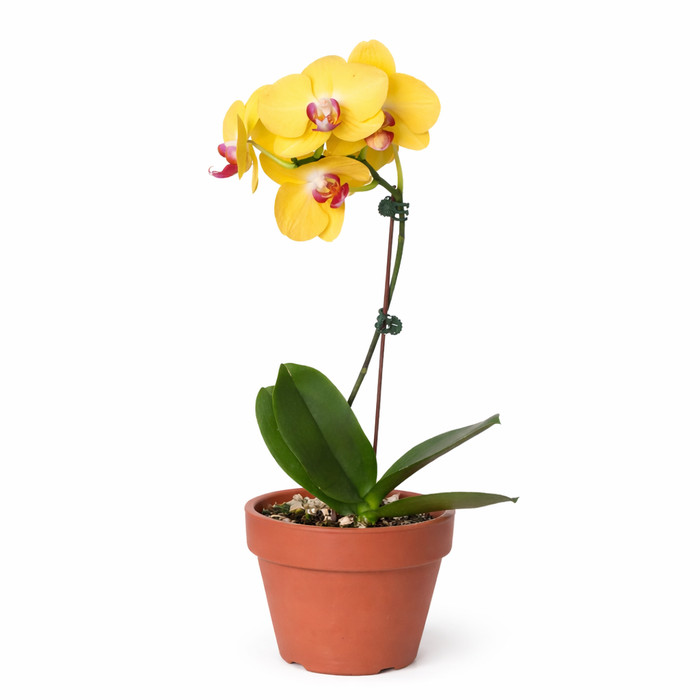 Orchid 'Yellow Phalaenopsis' 3" Pot