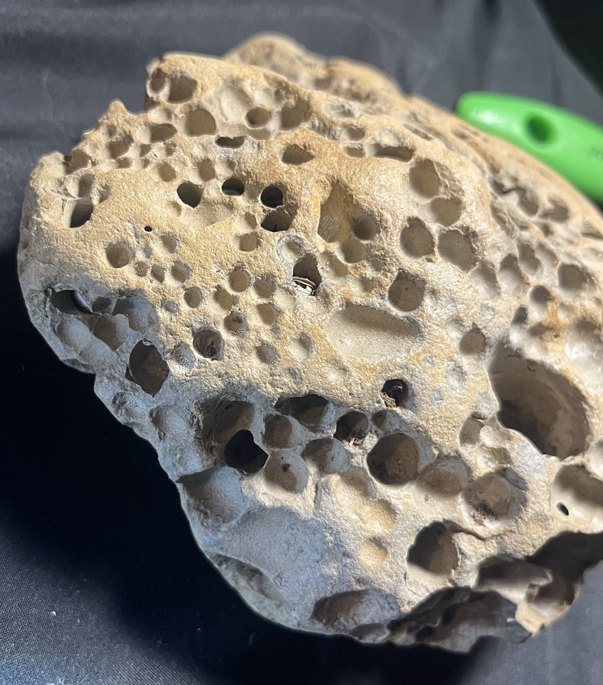 Fossil Shell Clam in Hag Stone Boulder -adder Rock-Omar Stone 2.6 Lbs