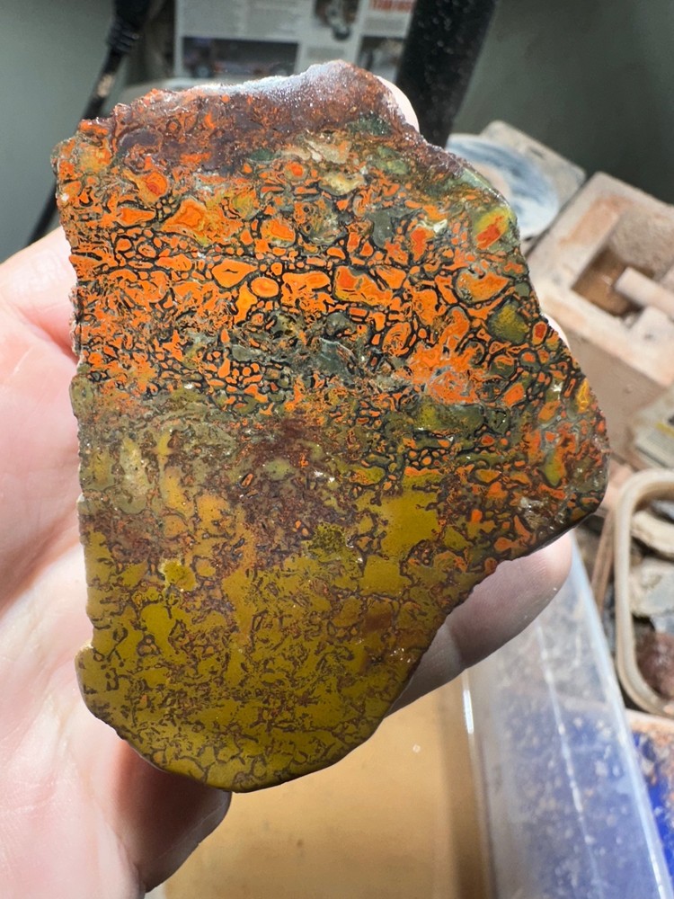 Dinosaur bone polished end cut specimen.