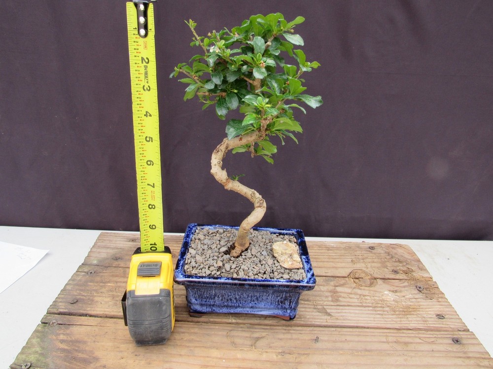 Fukien Tea Bonsai Tree - Small Curved Trunk Style