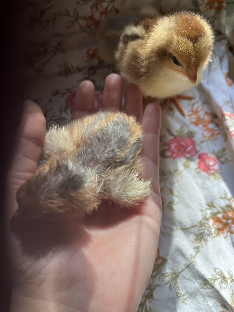 Swedish Flower Eggs 15+ Pack