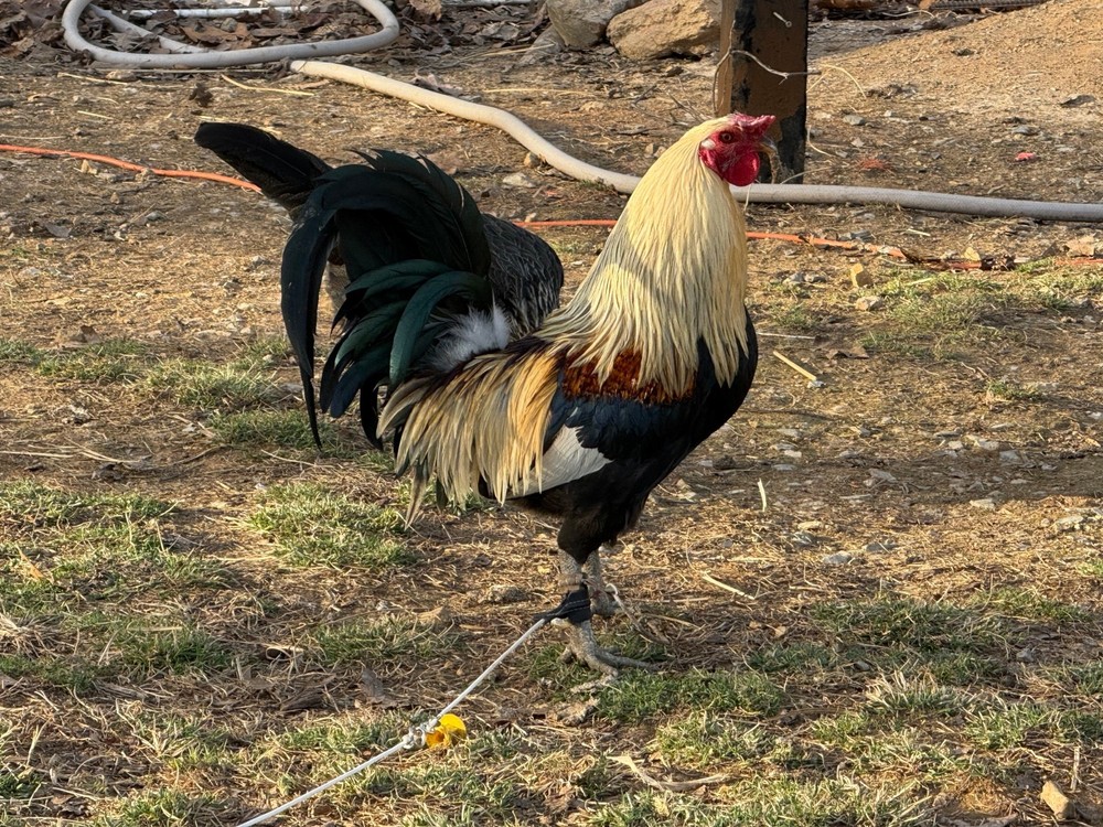 10+ Pure Harold Brown Grey Chicken Eggs