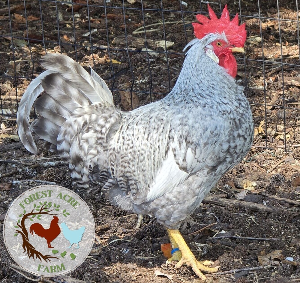 Cream Legbar Hatching Eggs 10+ Blue Eggs