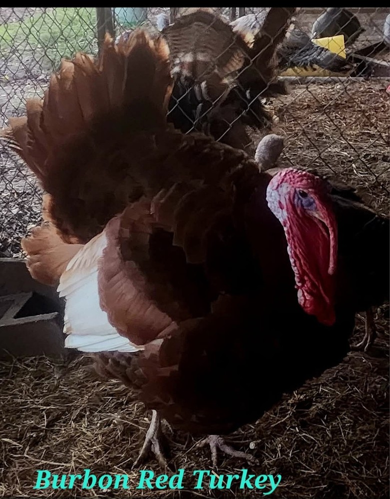 Burbon Red Turkey Hatching Eggs 12+ NPIP