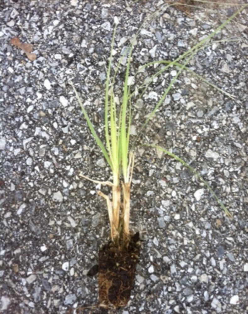 Pampas Grass- Pink- 3 Plugs