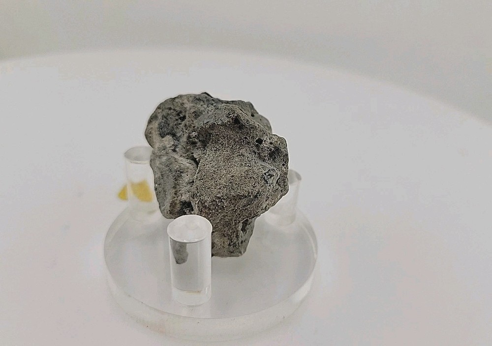 Full Dinosaur Fossil Skull Authentic