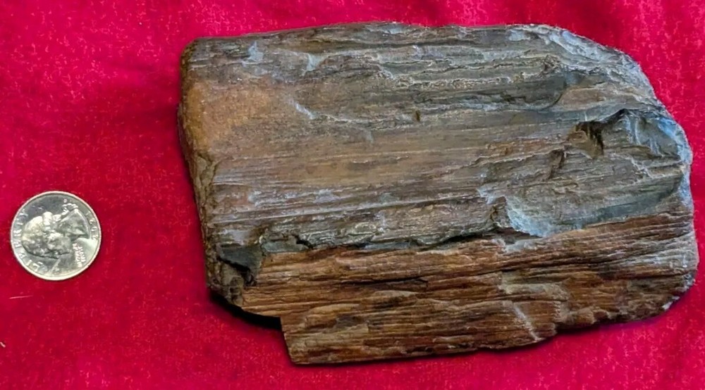 2 Lb Petrified Wood