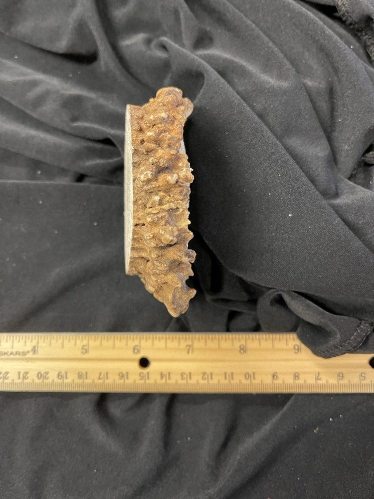 REAL NICE MEDIUM ELK BURR/ROSETTE/CROWN