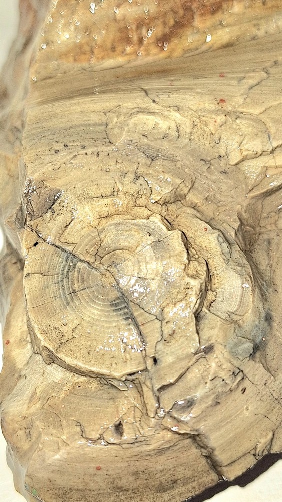 Petrified Wood