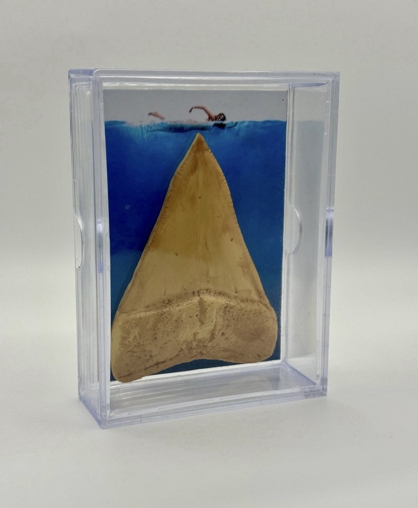 Replica Great White Shark Tooth Display Jaws